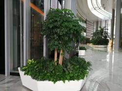 上海写字楼植物租赁案例